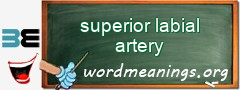 WordMeaning blackboard for superior labial artery